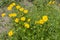 Yellow Cosmos flower, Sulfur Cosmos.