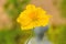 Yellow Cosmos flower(Sulfur Cosmos)