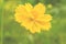 Yellow Cosmos flower(Sulfur Cosmos)