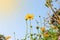 Yellow Cosmos flowers field at out door with blue sky ,nature