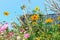 Yellow Cosmos flowers field at out door with blue sky ,nature