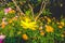 Yellow Cosmos flowers field at out door with blue sky ,nature background