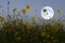 Yellow cosmos flowers and white full moon