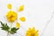 Yellow cosmos local flora arrangement flat lay postcard style on background white