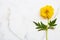 Yellow cosmos local flora arrangement flat lay postcard style on background white