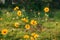 Yellow Cosmos, Sulfer Cosmo in green field on sunny day