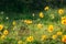 Yellow Cosmos, Sulfer Cosmo in green field on sunny day