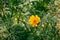 Yellow Cosmos, Sulfer Cosmo on sunny day close up shot