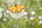 Yellow coster butterfly hanging on white candelion flower seed