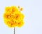Yellow cotton flowers, Silk Cotton flowers, Tree beautiful in sk
