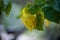 Yellow Cottonwood leaf among green leaves