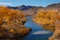 Yellow cottonwood trees in nevada by river