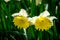 Yellow couple tulips in a garden in Lisse, Netherlands, Europe