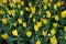 Yellow couple tulips in a garden in Lisse, Netherlands, Europe