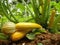 Yellow Courgette Plant