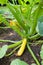 Yellow courgette zucchini plant growing in garden bed, UK