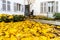 Yellow cover of autumnal leaves near ouse entrance