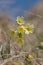 Yellow cowslip in dry grass