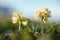 Yellow cowslip in the evening sun