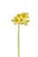 Yellow cowslip flower Primula veris on a white background