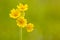 Yellow cowslip flowers