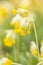 Yellow cowslip or primrose flower