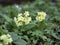 Yellow Cowslip Primrose flowers, Primula Veris