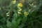 The Yellow Cowslip Is Showing Its Flowers