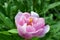 Yellow crab flower spider on pink peony petal.