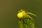 Yellow crab spider