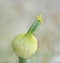 Yellow crab spider on a garlic flower button