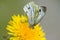 Yellow crab spider grabbing a white butterfly