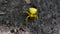 Yellow Crab Spider on ground in forest. Thomisus onustus.