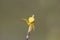 Yellow Crab Spider, Misumena vatia on branch releases cobwebs