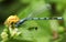 A yellow Crab Spider Misumena vatia eating a Common Blue Damselfly Enallagma cyathigerum.