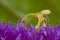 Yellow crab spider on purple porcupine flower