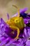 Yellow crab spider sitting on a purple flower waiting for pray