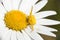 Yellow crab spider  thomistic swollen  on a yellow europeana Daisy flower