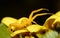 Yellow crab spider Thomisus onustus closeup