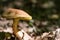 Yellow-cracked bolete