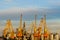 Yellow cranes in a seaport against a background of metal granaries