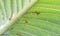 Yellow crazy ants feeding on white mealybug pseudococcidae