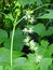 Yellow creeper flower in field, Lithuania