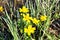 Yellow Creeping Buttercup Flowers,