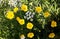 Yellow Creeping Buttercup Ranunculus Repens or Gold Button flowers.