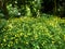 Yellow Creeping Buttercup Ranunculus Repens or Gold Button flowers.