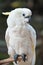 Yellow-crested Cockatoo