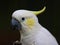 Yellow-crested Cockatoo