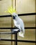 The yellow-crested cockatoo