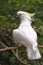 Yellow-crested Cockatoo